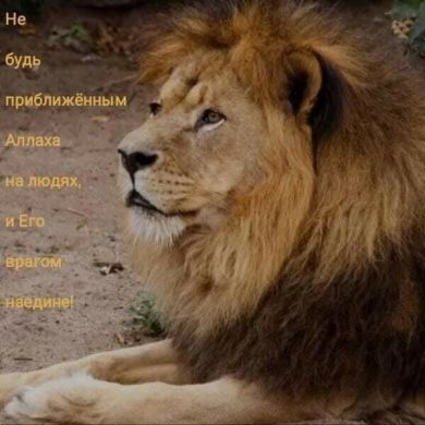 Шариат Н