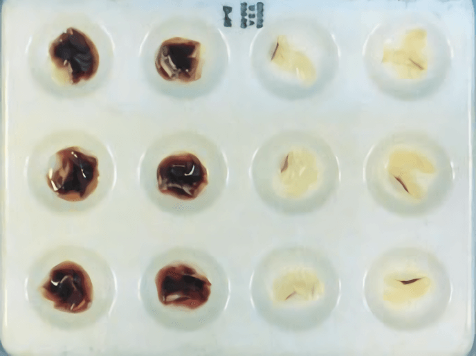 Genetic Purity Testing - Lifeasible