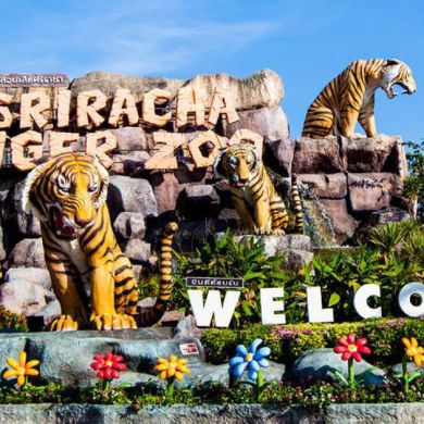 Tigertopiasrirachazo